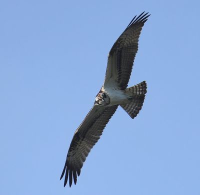 Visarend - Osprey