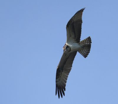 Visarend - Osprey