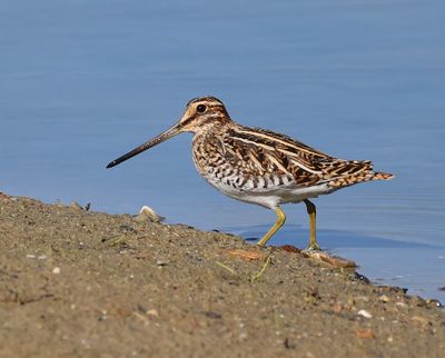Watersnip - Common Snipe