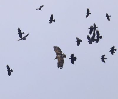 Zeearend - White-tailed Eagle