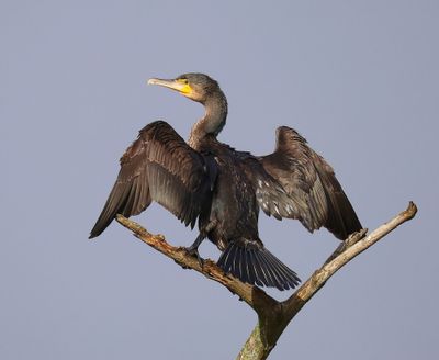 Aalscholver - Great Cormorant