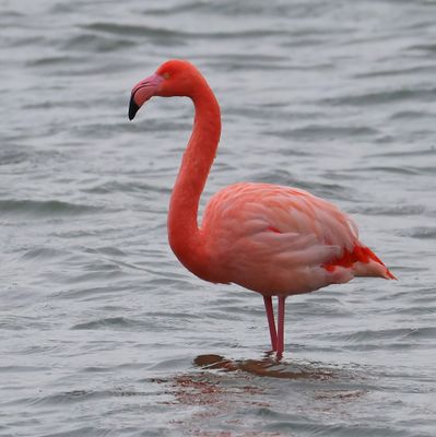 CaraibischexFlamingo - CaribbeanxGreater Flamingo