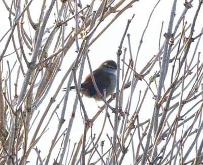Cetti's Zanger - Cetti's Warbler