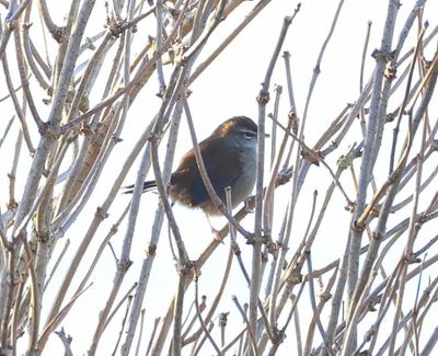 Cetti's Zanger - Cetti's Warbler