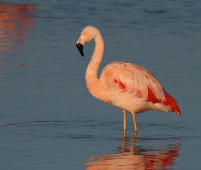 Chileense Flamingo - Chilean Flamingo