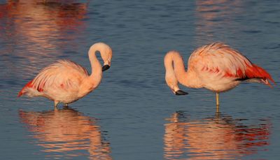 Chileense Flamingo's - Chilean Flamingos