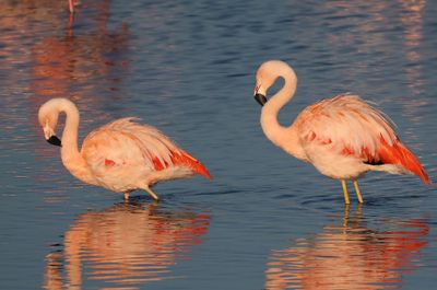 Chileense Flamingo's - Chilean Flamingos