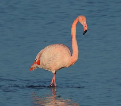 ChileensexFlamingo - ChileanxGreater Flamingo