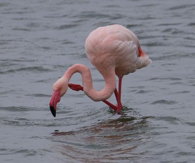 ChileensexFlamingo - ChileanxGreater Flamingo