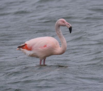 ChileensexFlamingo - ChileanxGreater Flamingo
