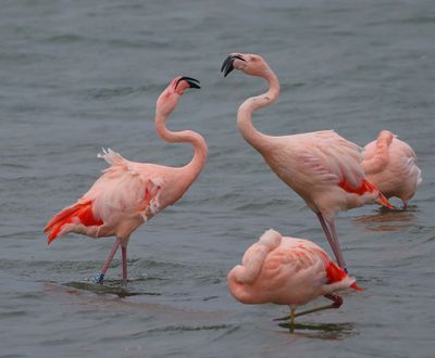 ChileensexFlamingo's - ChileanxGreater Flamingos