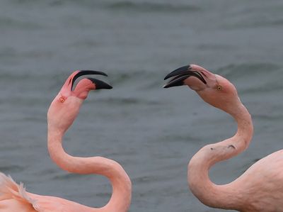 ChileensexFlamingo's - ChileanxGreater Flamingos