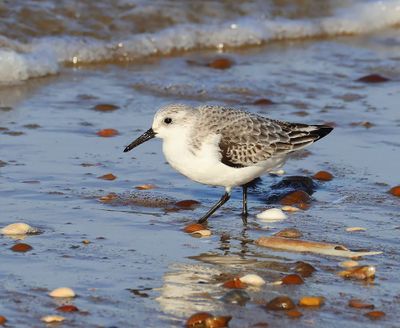 Drieteenstrandloper - Sanderling