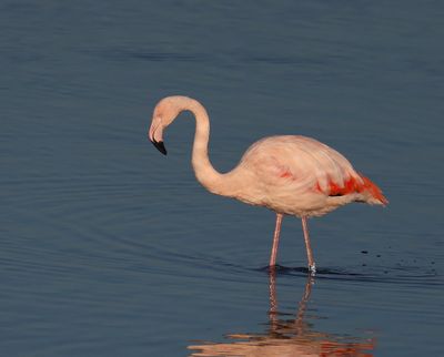 Flamingo - Greater Flamingo