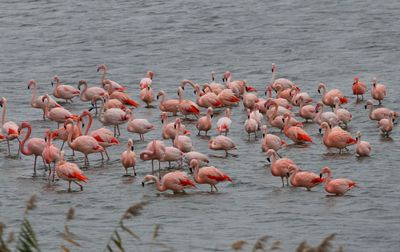 Flamingo's(Chileense) - Chilean and Greater Flamingos