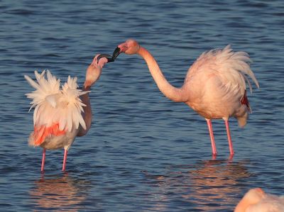 Flamingo's(Chileense) - Chilean and Greater Flamingos