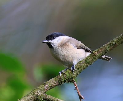 Glanskop - Marsh Tit