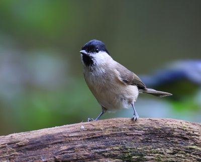 Glanskop - Marsh Tit
