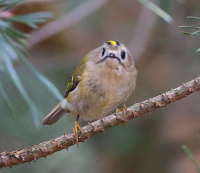 Goudhaan - Goldcrest