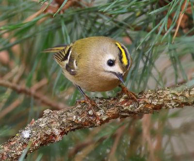 Goudhaan - Goldcrest