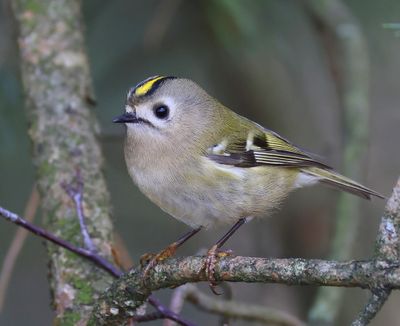 Goudhaan - Goldcrest