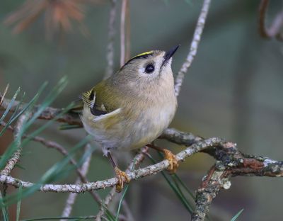 Goudhaan - Goldcrest