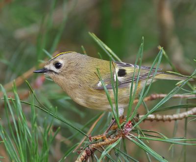 Goudhaan - Goldcrest