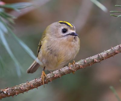 Goudhaan - Goldcrest
