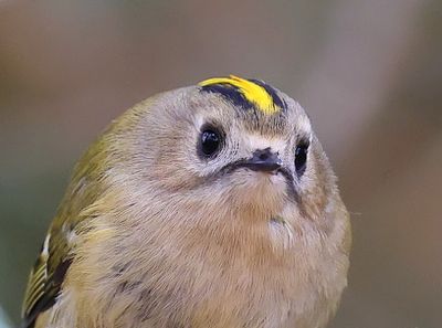 Goudhaan - Goldcrest