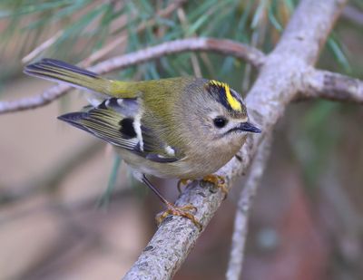 Goudhaan - Goldcrest