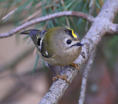 Goudhaan - Goldcrest