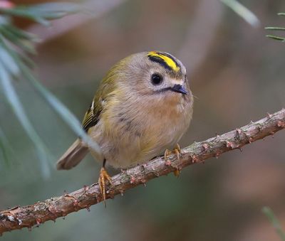 Goudhaan - Goldcrest