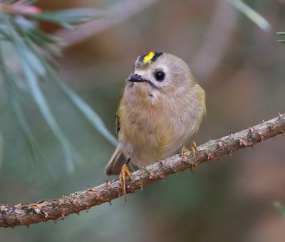 Goudhaan - Goldcrest