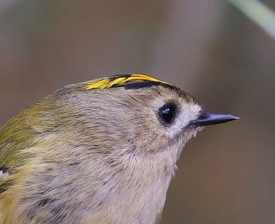 Goudhaan - Goldcrest