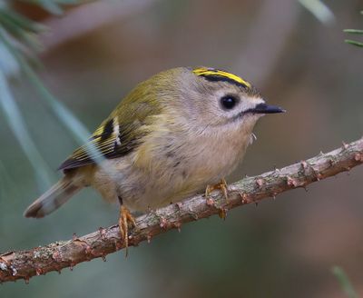 Goudhaan - Goldcrest