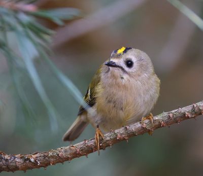 Goudhaan - Goldcrest