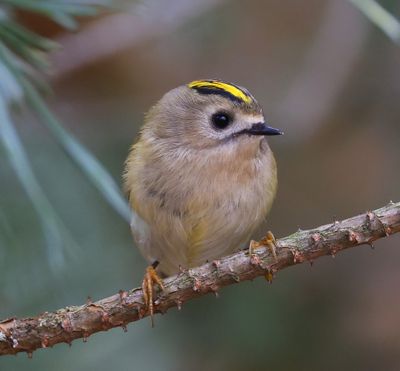 Goudhaan - Goldcrest