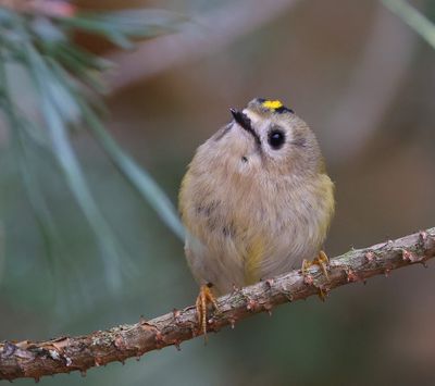 Goudhaan - Goldcrest