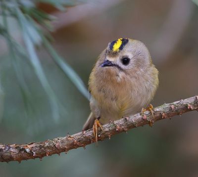 Goudhaan - Goldcrest