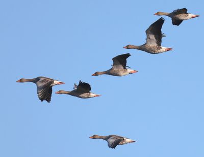 Grauwe Ganzen - Greylag Geese