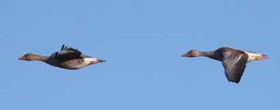 Grauwe Ganzen - Greylag Geese