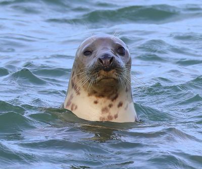 Grijze Zeehond - Grey Seal