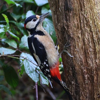 Grote Bonte Specht - Great Spotted Woodpecker