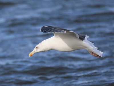 Grote Mantelmeeuw - Great Black-backed Gull