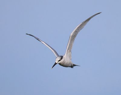 Grote Stern - Sandwich Tern