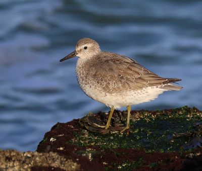 Kanoet - Red Knot