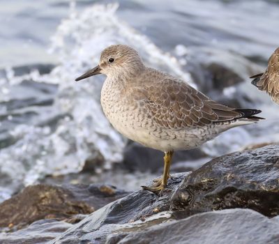 Kanoet - Red Knot