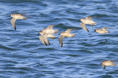 Kanoeten - Red Knots