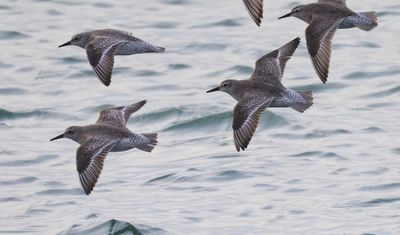 Kanoeten - Red Knots