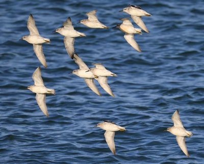 Kanoeten - Red Knots